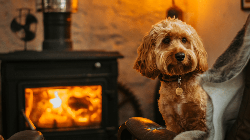 A dog near a fireplace in winte