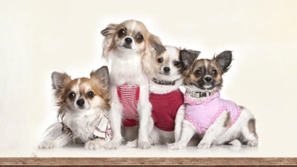 Warm apparel, for pets such as jumpers and coats